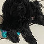 dog, black_dog, toy, floor, tile_floor, pet, animal, indoor, laying_down, fur, paw, cute, domestic_animal, companion, resting, playful, canine, pet_toy, relaxed, household