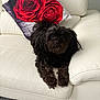 Princess is registered to the contest to win money with this photo: dog, black_dog, couch, white_couch, pillow, red_roses, indoor, carpet, pet, fur, cute, animal, relaxed, living_room, cozy, small_dog, portrait, furniture, home, companion