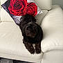 Princess joined the competition — help win amazing prizes! dog, black_dog, couch, white_couch, pillow, red_rose_pillow, living_room, carpet, pet, fur, relaxed, indoor, furniture, home, animal, cute, companion, domestic, laying, cozy