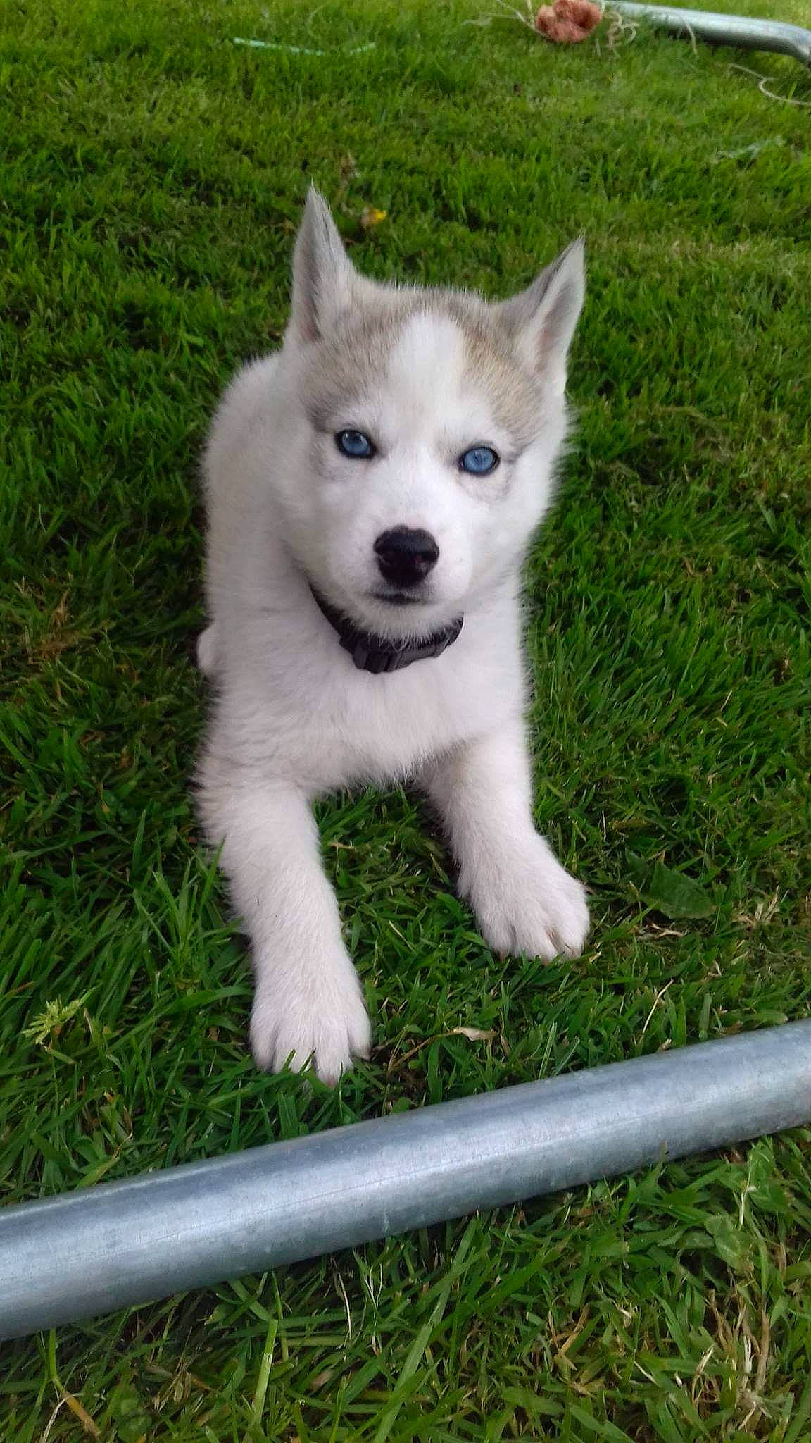 Mogway a rejoint le concours — aidez-le/la à gagner de superbes lots ! alaskan_klee_kai, alaskan_malamute, canaan_dog, canadian_eskimo_dog, canidae, carnivore, dog, dog_breed, eye, greenland_dog, kintamani, kishu, labrador_husky, mammal, miniature_siberian_husky, puppy, sakhalin_husky, siberian_husky, sled_dog, vertebrate