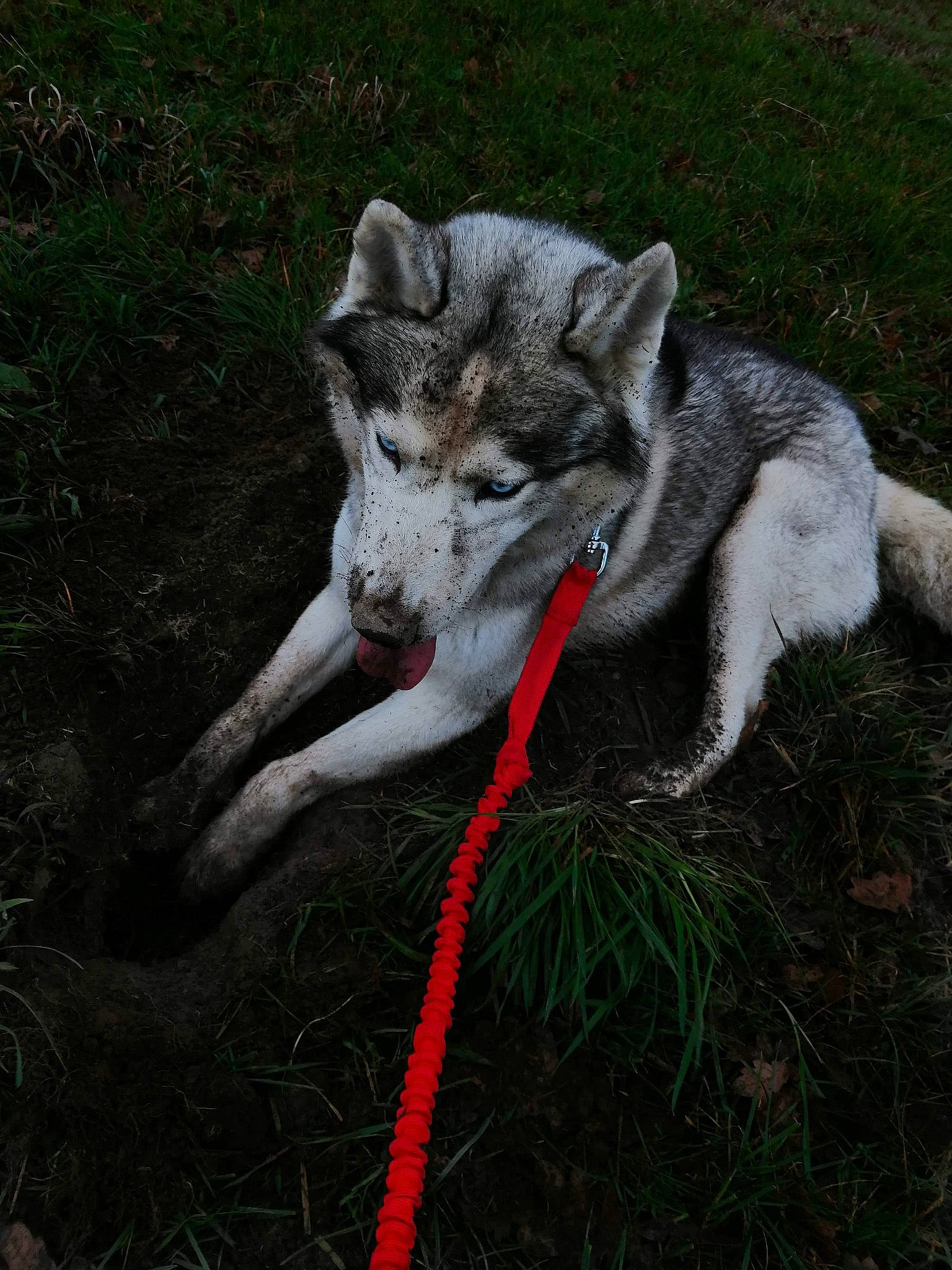 Mogway participe au concours pour gagner de l'argent avec cette photo : alaskan_klee_kai, alaskan_malamute, canadian_eskimo_dog, canidae, carnivore, dog, dog_breed, jamthund, mammal, native_american_indian_dog, northern_inuit_dog, saarloos_wolfdog, seppala_siberian_sleddog, siberian_husky, sled_dog, tail, tamaskan_dog, utonagan, vertebrate, wolfdog