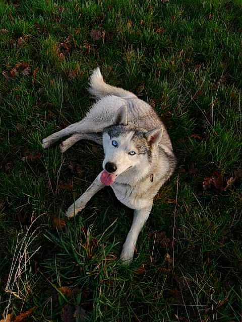 Mogway participe au concours pour gagner de l'argent avec cette photo : alaskan_malamute, canidae, carnivore, czechoslovakian_wolfdog, dog, dog_breed, fawn, grass, labrador_husky, mammal, northern_inuit_dog, rare_breed_dog, saarloos_wolfdog, siberian_husky, sled_dog, sporting_group, tamaskan_dog, vertebrate, west_siberian_laika, wolfdog