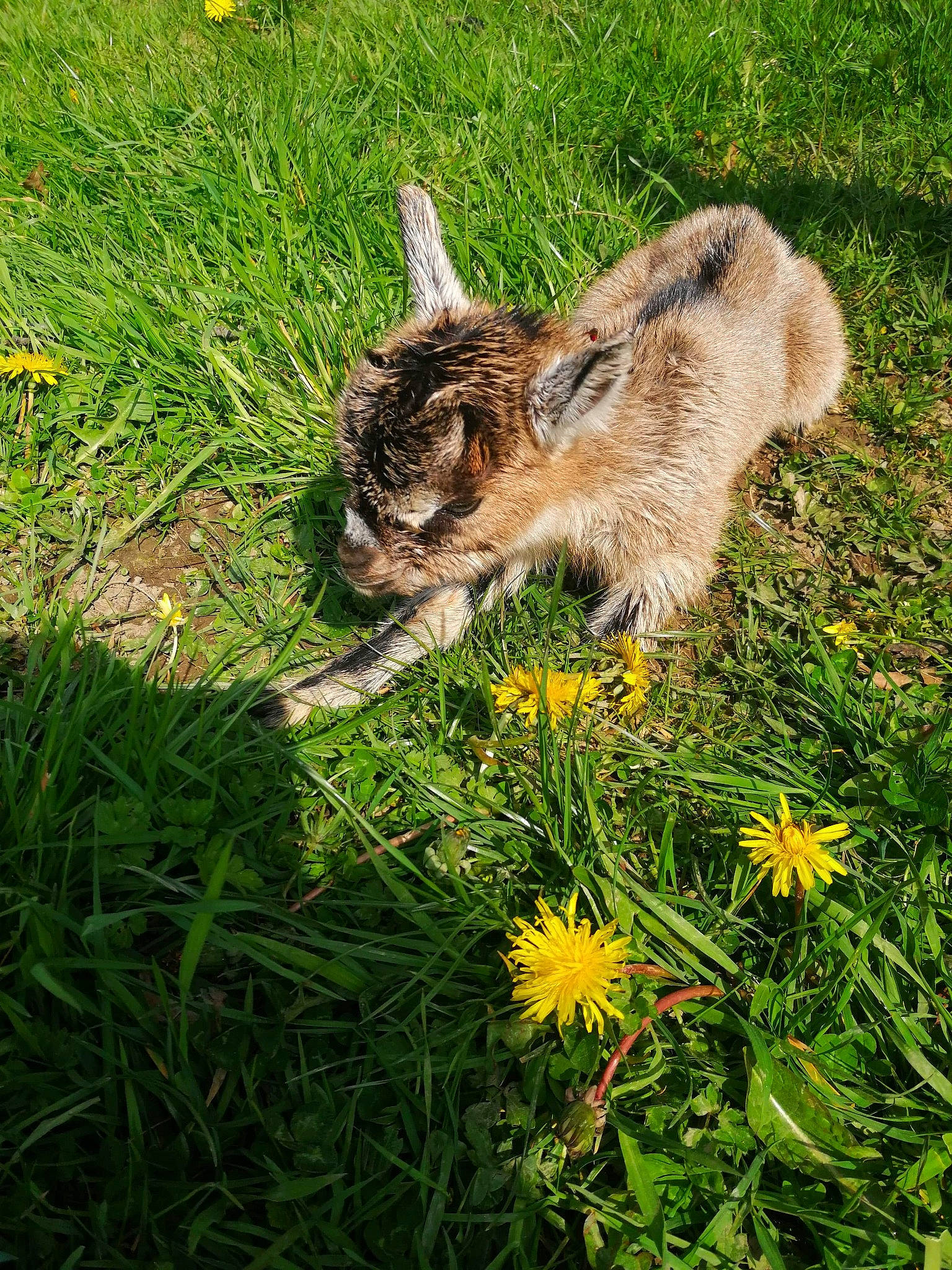 Mes Petites Chèvres a rejoint le concours — aidez-le/la à gagner de superbes lots ! cairn_terrier, canidae, carnivore, dandelion, dog, dog_breed, fawn, flower, fur, grass, grass_family, lawn, meadow, norwich_terrier, plant, puppy, spring, terrier, wildflower, yellow