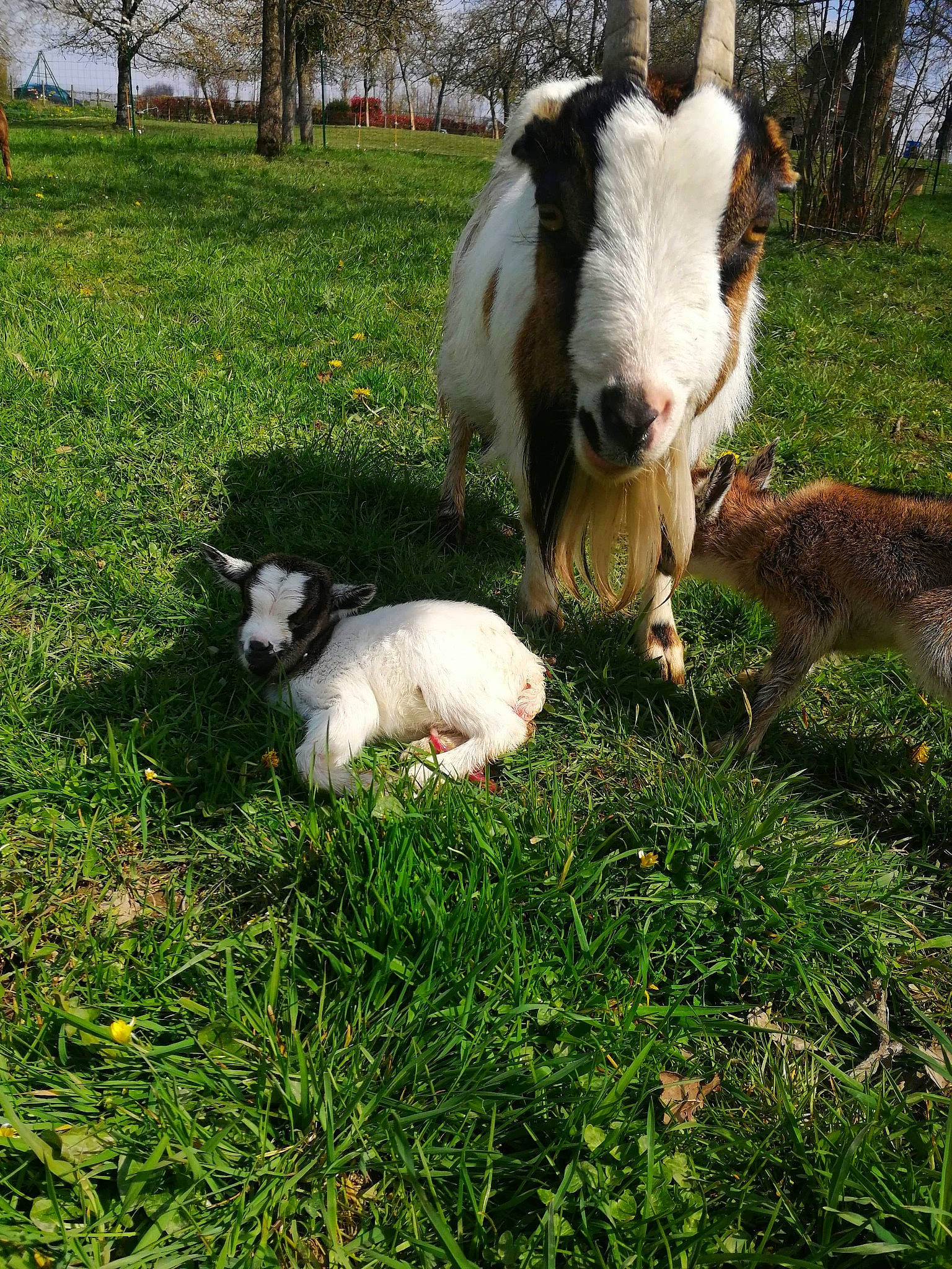 Mes Petites Chèvres