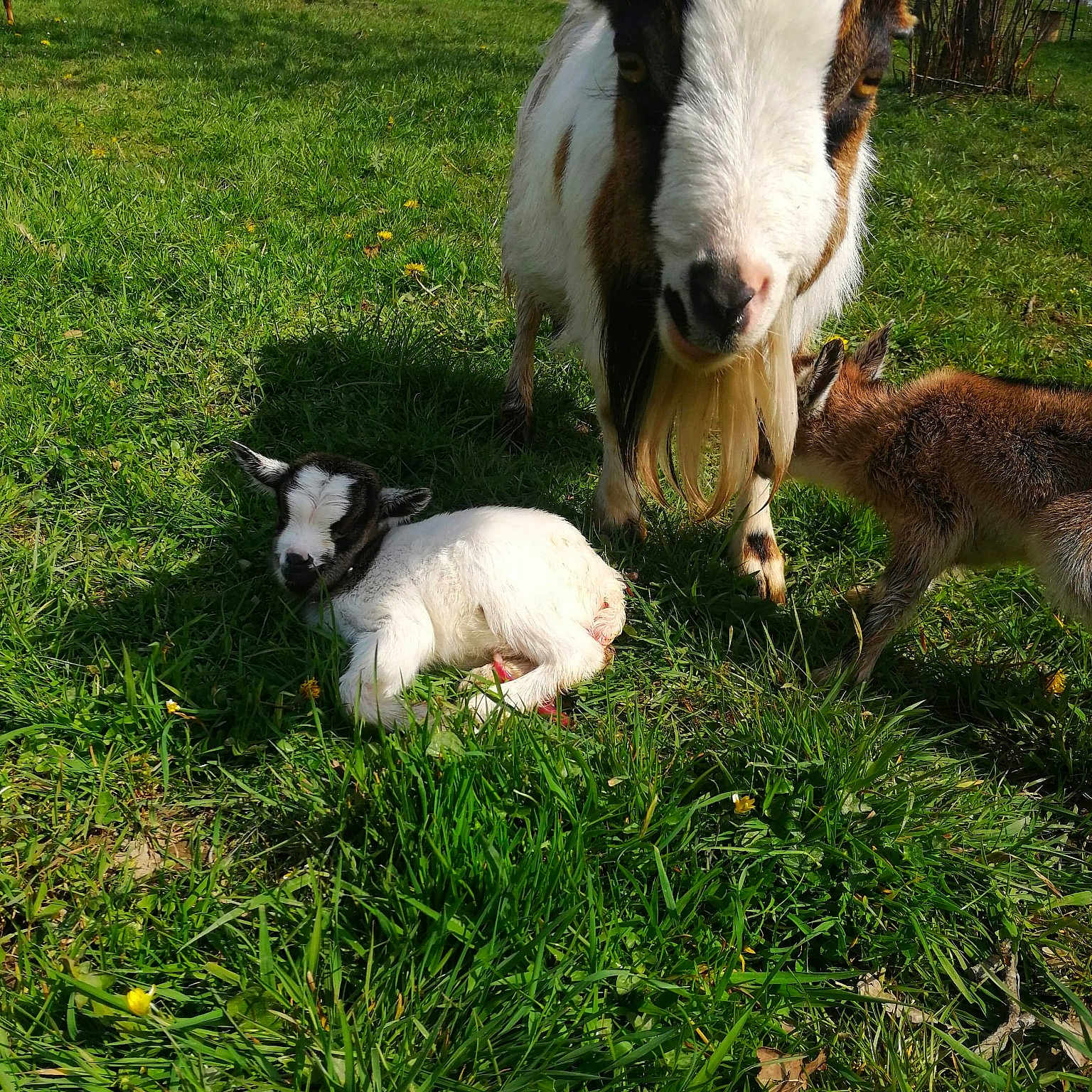 Mes Petites Chèvres