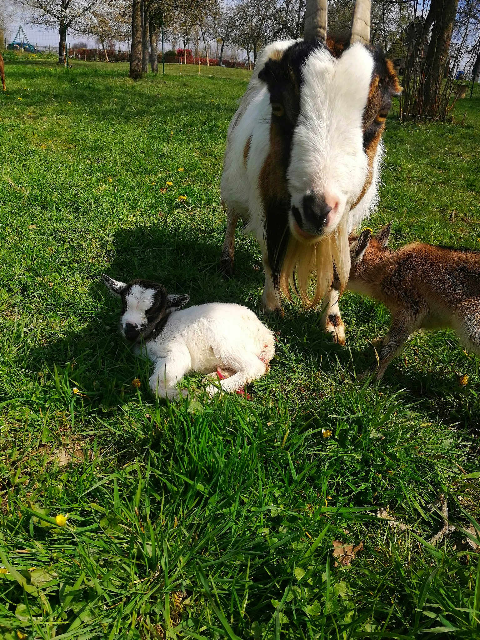 Mes Petites Chèvres
