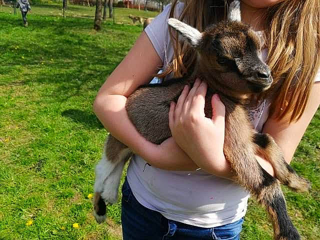 Mes Petites Chèvres a rejoint le concours — aidez-le/la à gagner de superbes lots ! goat, goats, grass, kangaroo, macropodidae, marsupial, wallaby, wildlife, wildlife_biologist