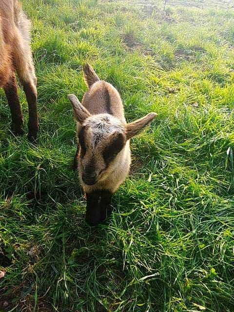 Mes Petites Chèvres participe au concours pour gagner de l'argent avec cette photo : farm, fawn, goat, goats, grass, grazing, livestock, meadow, pasture, plant, wildlife