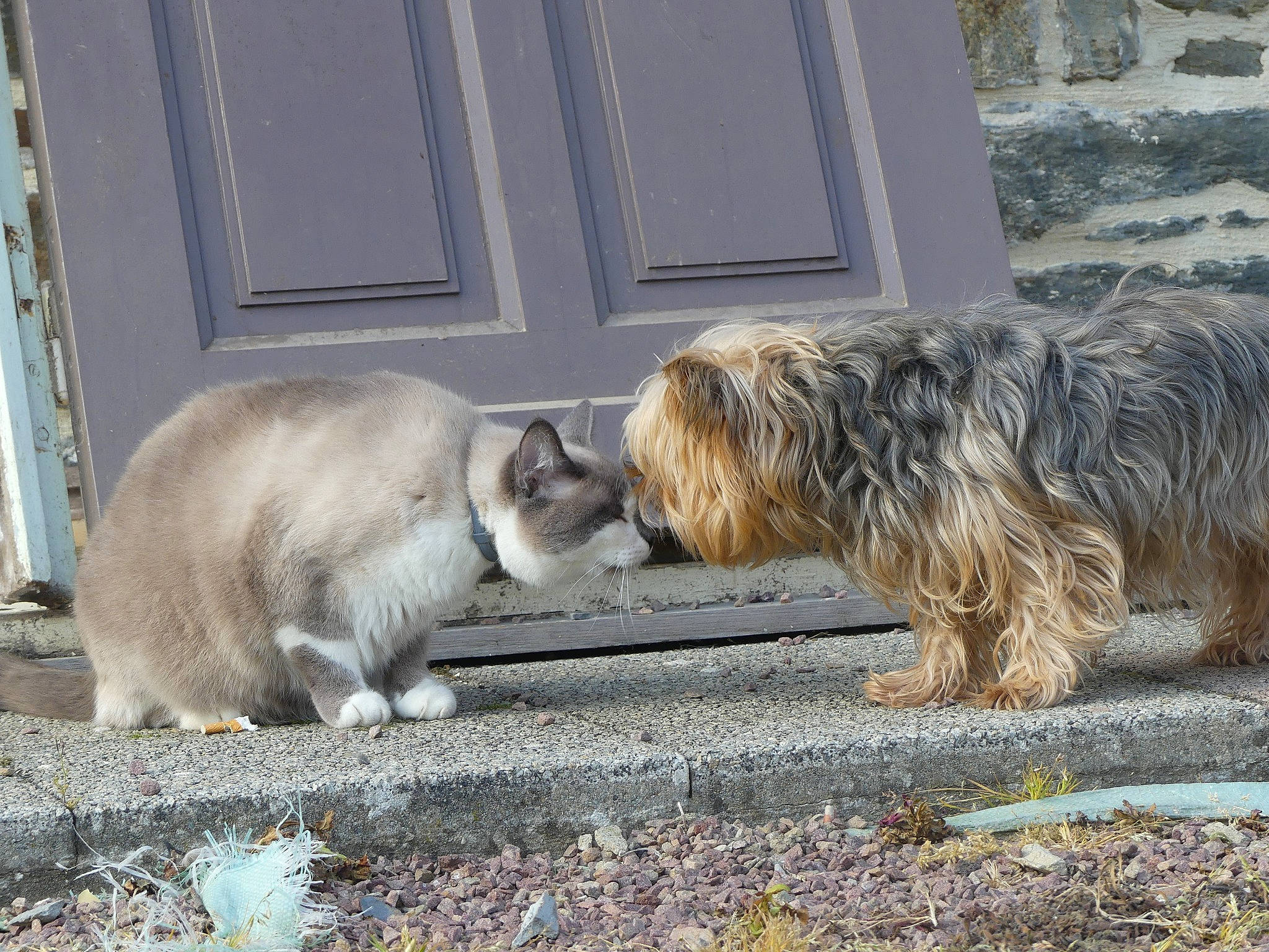 Flocon a rejoint le concours — aidez-le/la à gagner de superbes lots ! canidae, carnivore, cat, claw, companion_dog, dog, dog_breed, door, fawn, felidae, fur, sitting, small_terrier, small_to_medium_sized_cats, snout, sporting_group, tail, terrier, toy_dog, whiskers