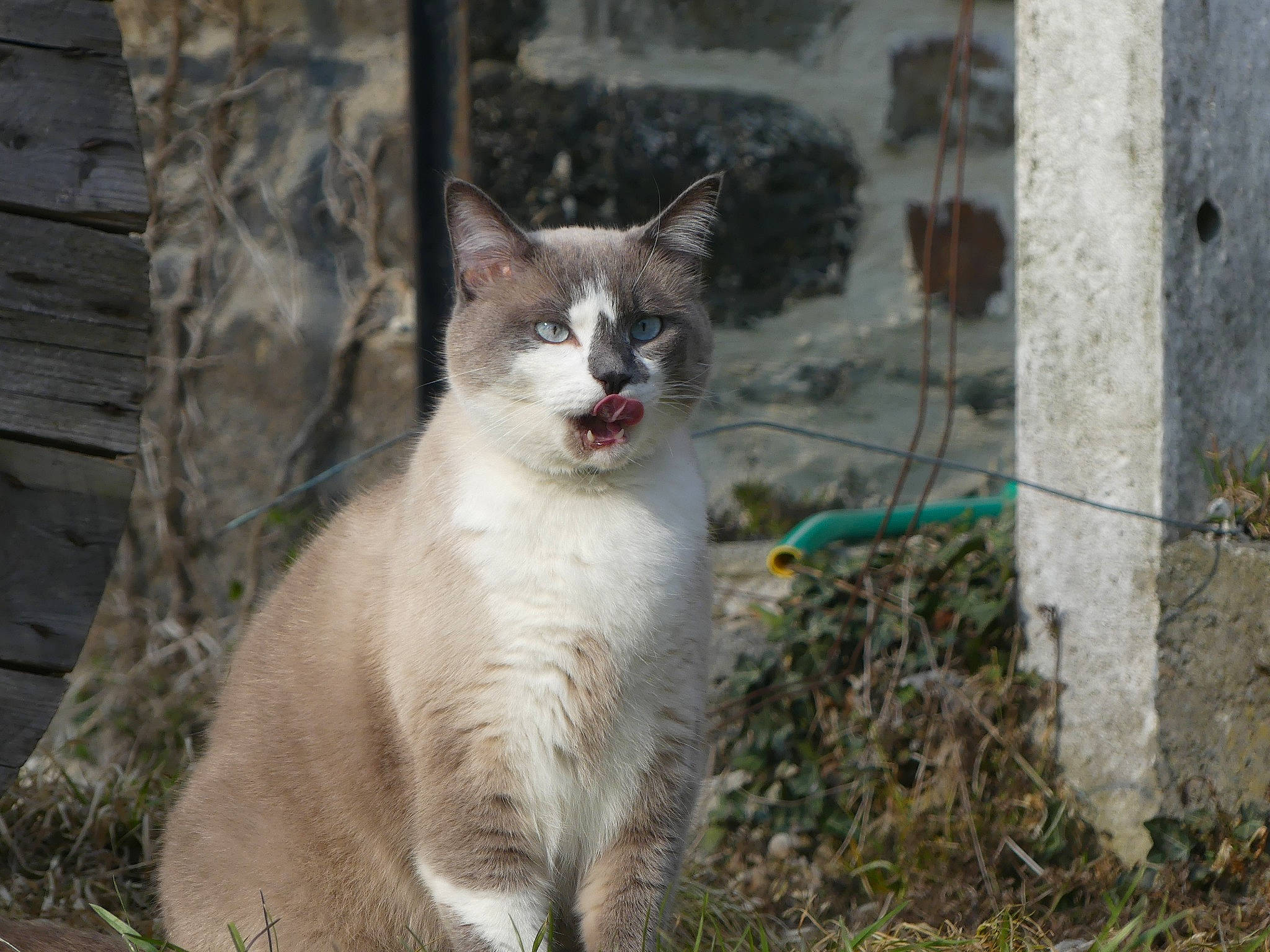 Flocon a rejoint le concours — aidez-le/la à gagner de superbes lots ! carnivore, cat, domestic_short_haired_cat, fang, fawn, felidae, fur, grass, plant, small_to_medium_sized_cats, snout, tail, terrestrial_animal, tree, whiskers, wildlife
