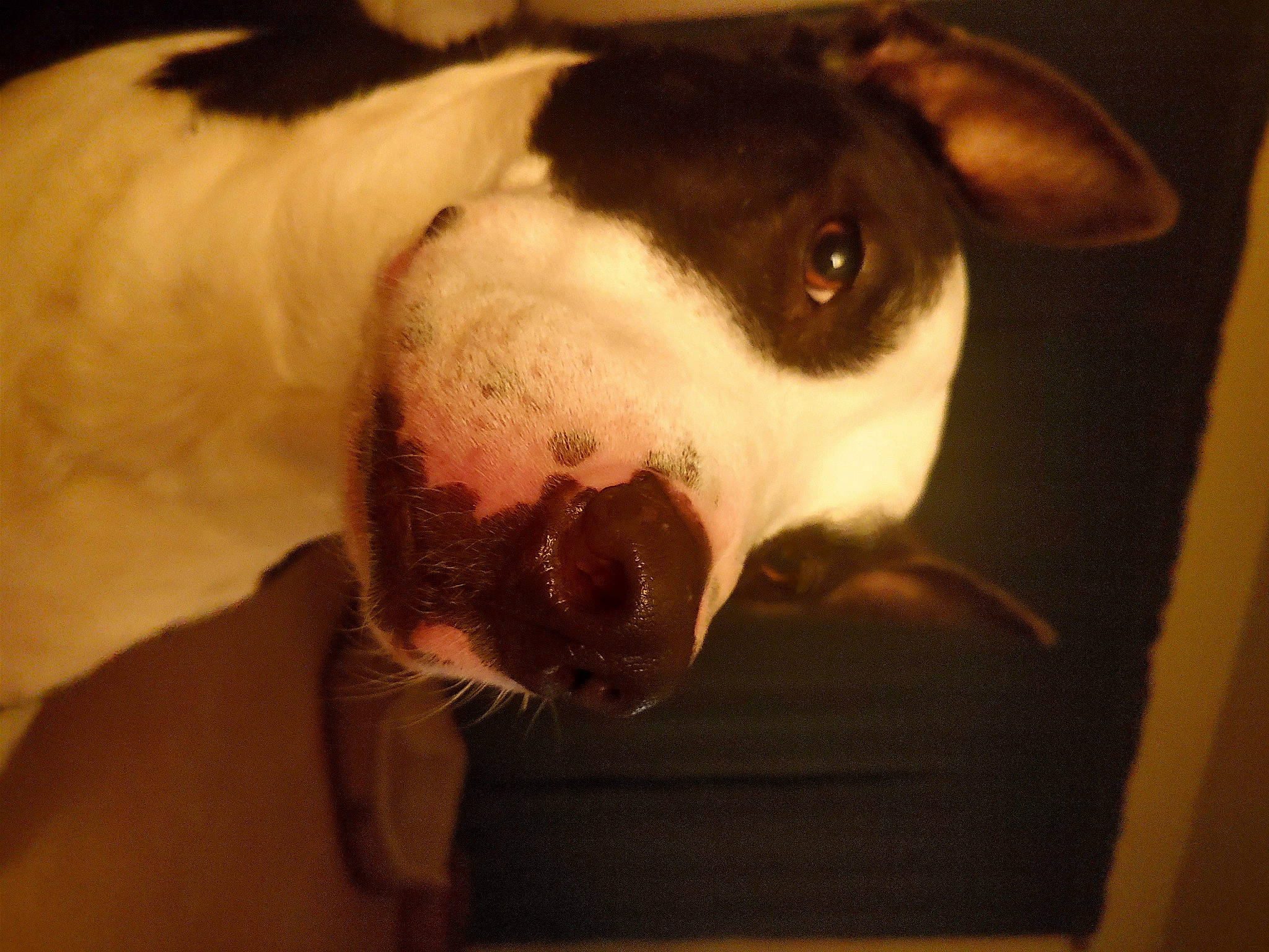 Dobby joined the competition — help win amazing prizes! canidae, carnivore, collar, companion_dog, dog, dog_breed, ear, eye, fawn, fur, head, jaw, non_sporting_group, puppy_love, selfie, snout, sporting_group, terrestrial_animal, whiskers, working_animal