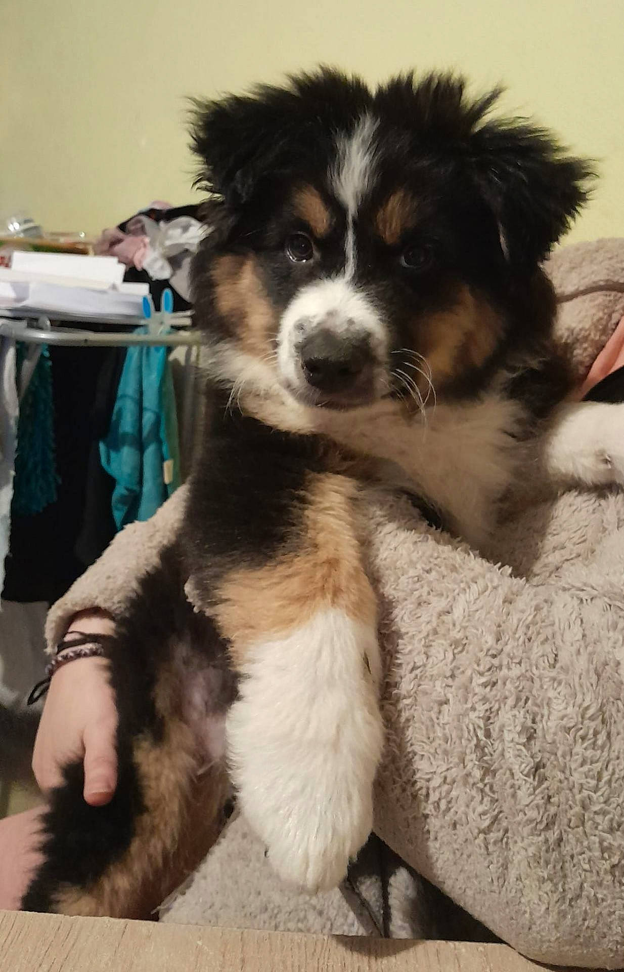 Tchipou a rejoint le concours — aidez-le/la à gagner de superbes lots ! animal, ball, blanket, canine, couch, dog, face, furniture, head, husky, indoors, interiordesign, person, pet, photography, portrait, puppy, sport, tennis, tennisball