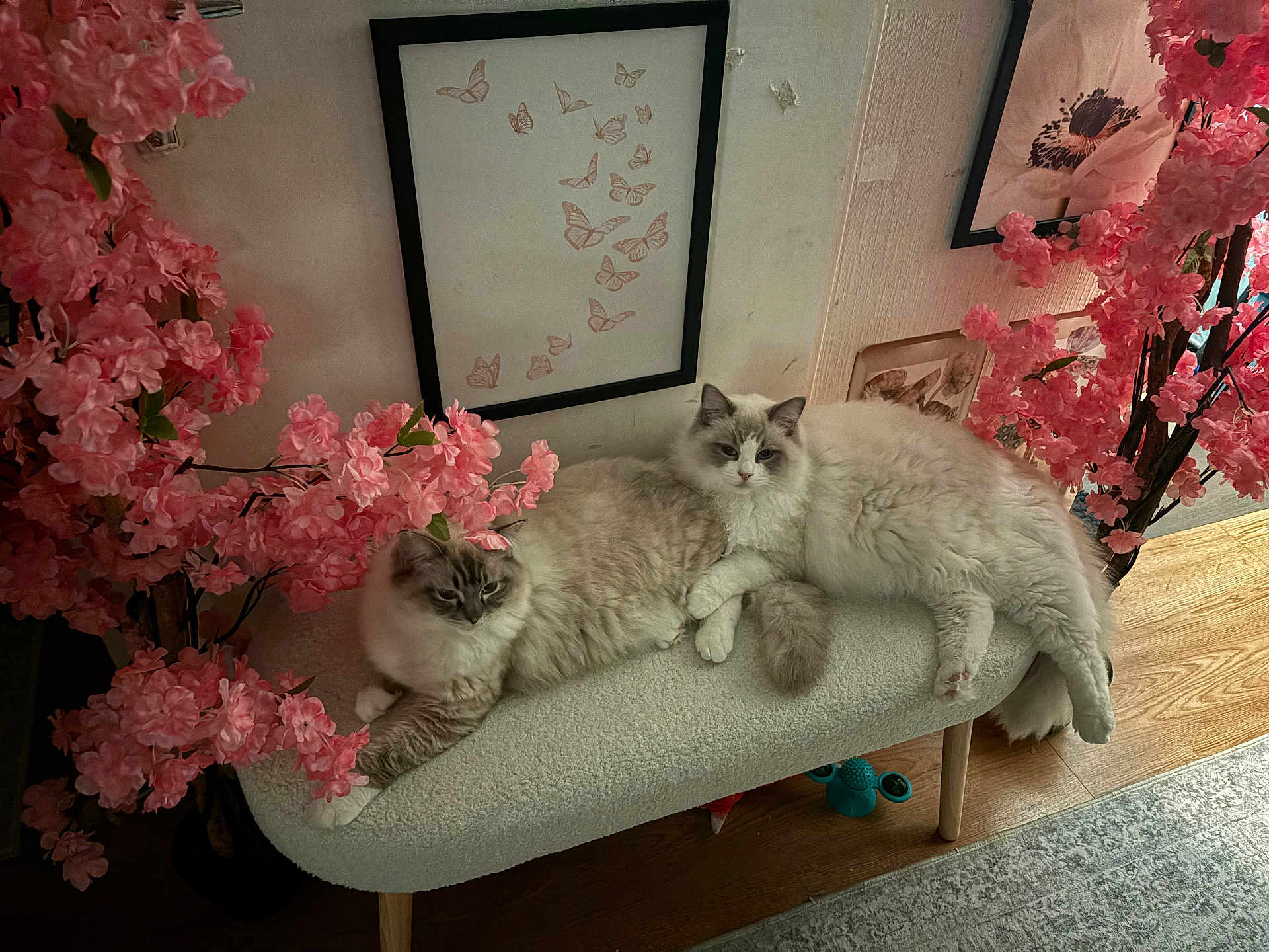 Amaretto Et Arès participe au concours pour gagner de l'argent avec cette photo : cat, cats, fluffy_cat, bench, pink_flowers, artwork, butterflies, indoor, wooden_floor, cozy, relaxed, pet, animal, decor, furniture, resting, cute, two_animals, soft_lighting, home_interior