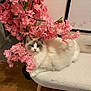 Amaretto Et Arès participe au concours pour gagner de l'argent avec cette photo : cat, fluffy, white_cat, gray_cat, pink_flowers, cherry_blossom, bench, indoor, wooden_floor, plant_pot, decor, pet, feline, relaxed, cute, portrait, animal, home, cozy, curious