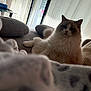 Amaretto Et Arès a rejoint le concours — aidez-le/la à gagner de superbes lots ! cat, fluffy, white_cat, gray_markings, couch, pillows, blanket, indoor, cozy, relaxing, pet, feline, home, curtains, natural_light, soft_texture, resting, domestic_animal, comfortable, living_room