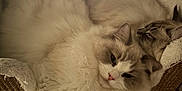 Amaretto Et Arès participe au concours pour gagner de l'argent avec cette photo : cat, fluffy, sleeping, relaxed, cat_bed, indoor, pet, feline, cozy, resting, fur, cute, animal, domestic_animal, whiskers, soft, two_cats, close_up, companionship, napping