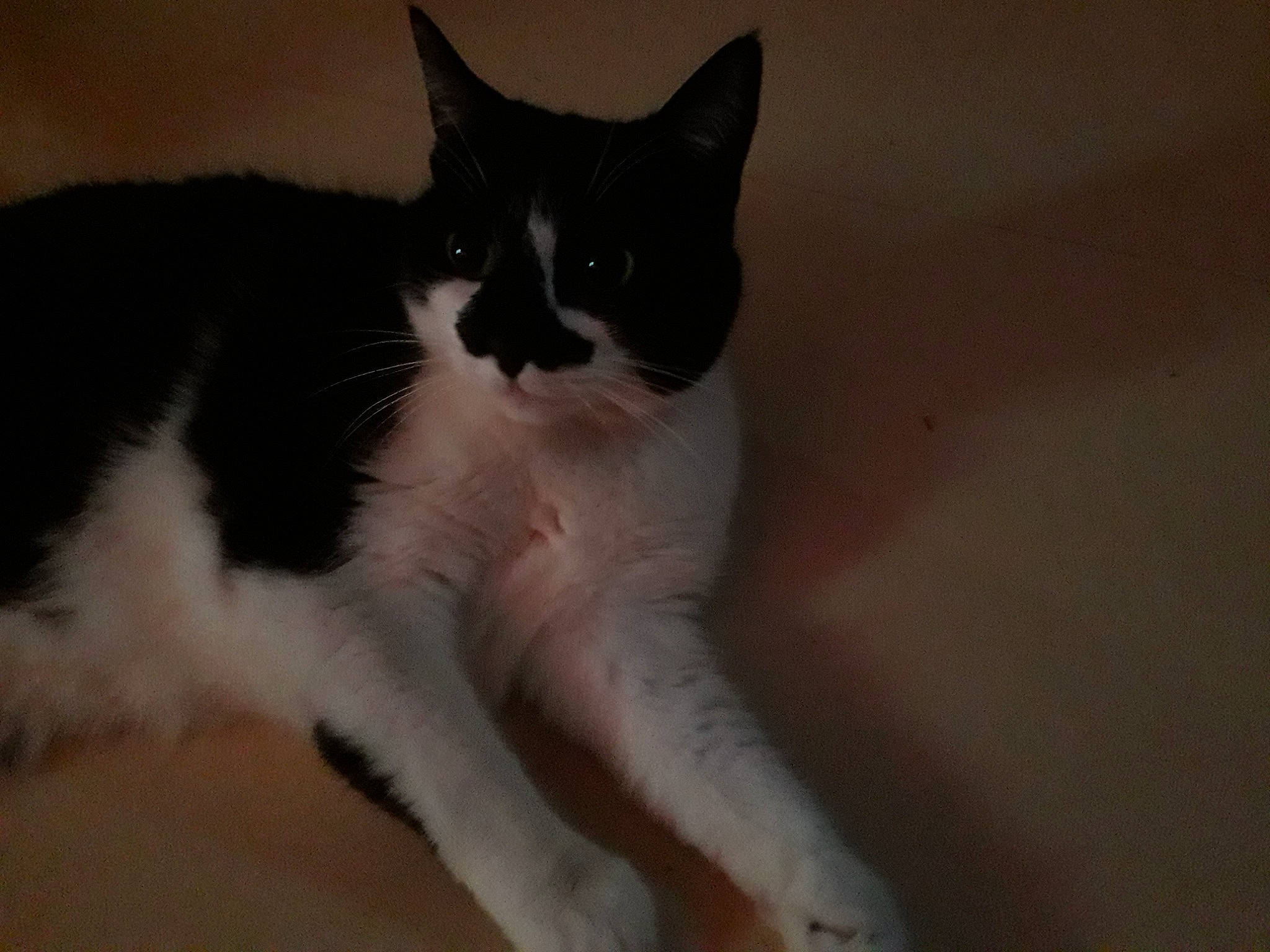 Juju participe au concours pour gagner de l'argent avec cette photo : aegean_cat, american_wirehair, black_and_white, carnivore, cat, domestic_short_haired_cat, eye, felidae, fur, kitten, mammal, paw, polydactyl_cat, small_to_medium_sized_cats, snout, tail, whiskers