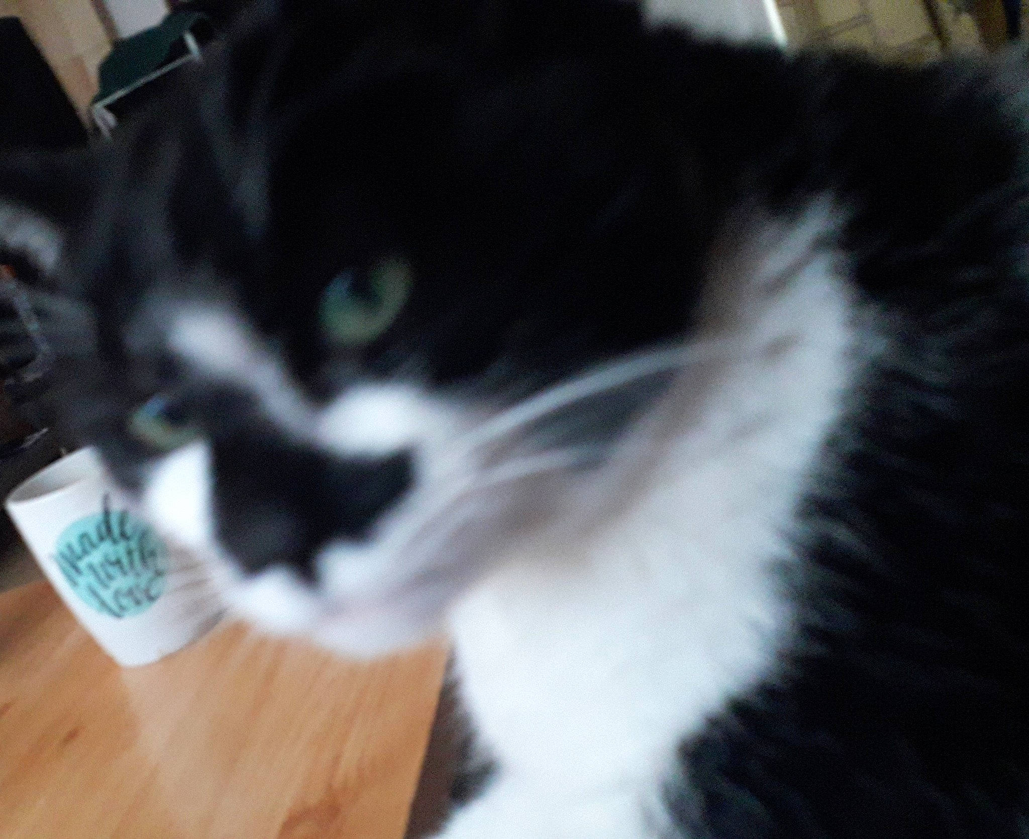 Juju a rejoint le concours — aidez-le/la à gagner de superbes lots ! black, black_and_white, black_cat, canidae, carnivore, cat, domestic_long_haired_cat, ear, eye, felidae, fur, kitten, norwegian_forest_cat, nose, photography, sky, small_to_medium_sized_cats, snapshot, snout, whiskers