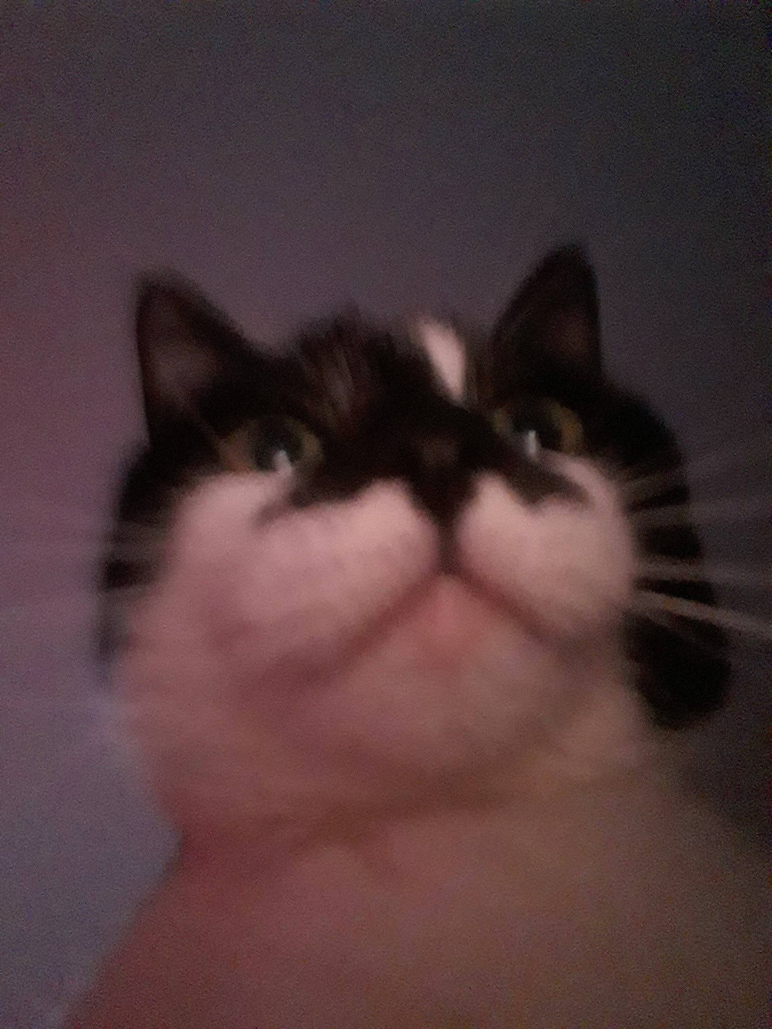 Juju participe au concours pour gagner de l'argent avec cette photo : asian, carnivore, cat, domestic_short_haired_cat, ear, european_shorthair, eye, face, felidae, fur, head, kitten, mouth, nose, polydactyl_cat, skin, sky, small_to_medium_sized_cats, snout, whiskers