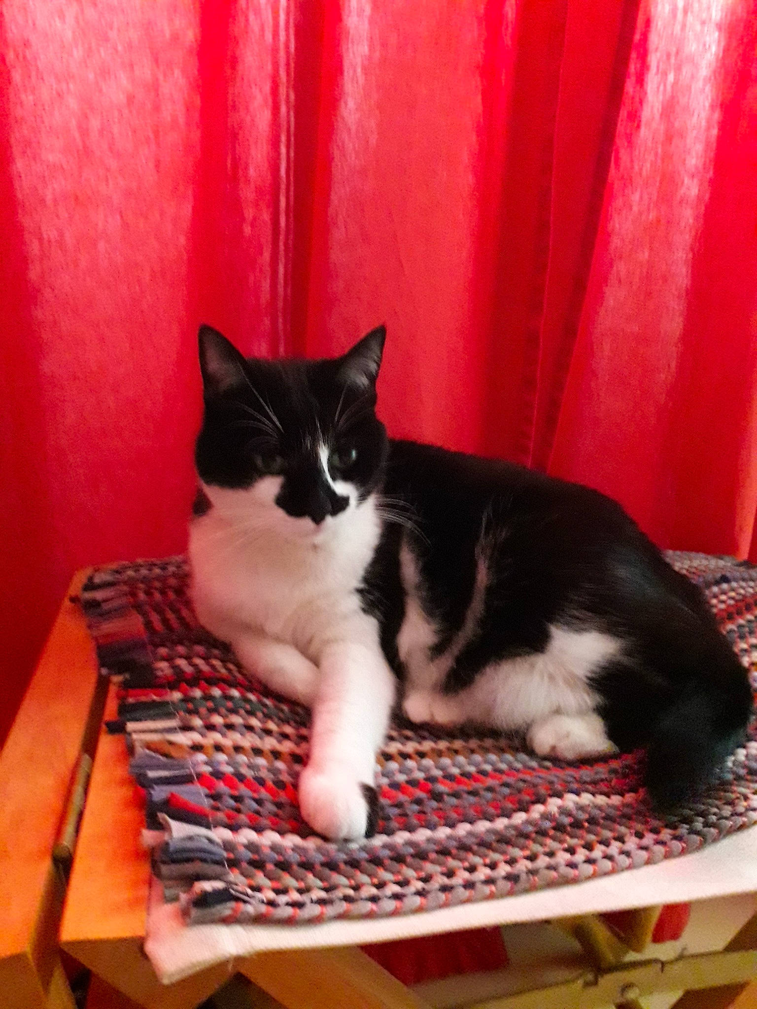 Juju participe au concours pour gagner de l'argent avec cette photo : american_wirehair, asian, carnivore, cat, domestic_short_haired_cat, felidae, kitten, mammal, polydactyl_cat, small_to_medium_sized_cats, tail, whiskers