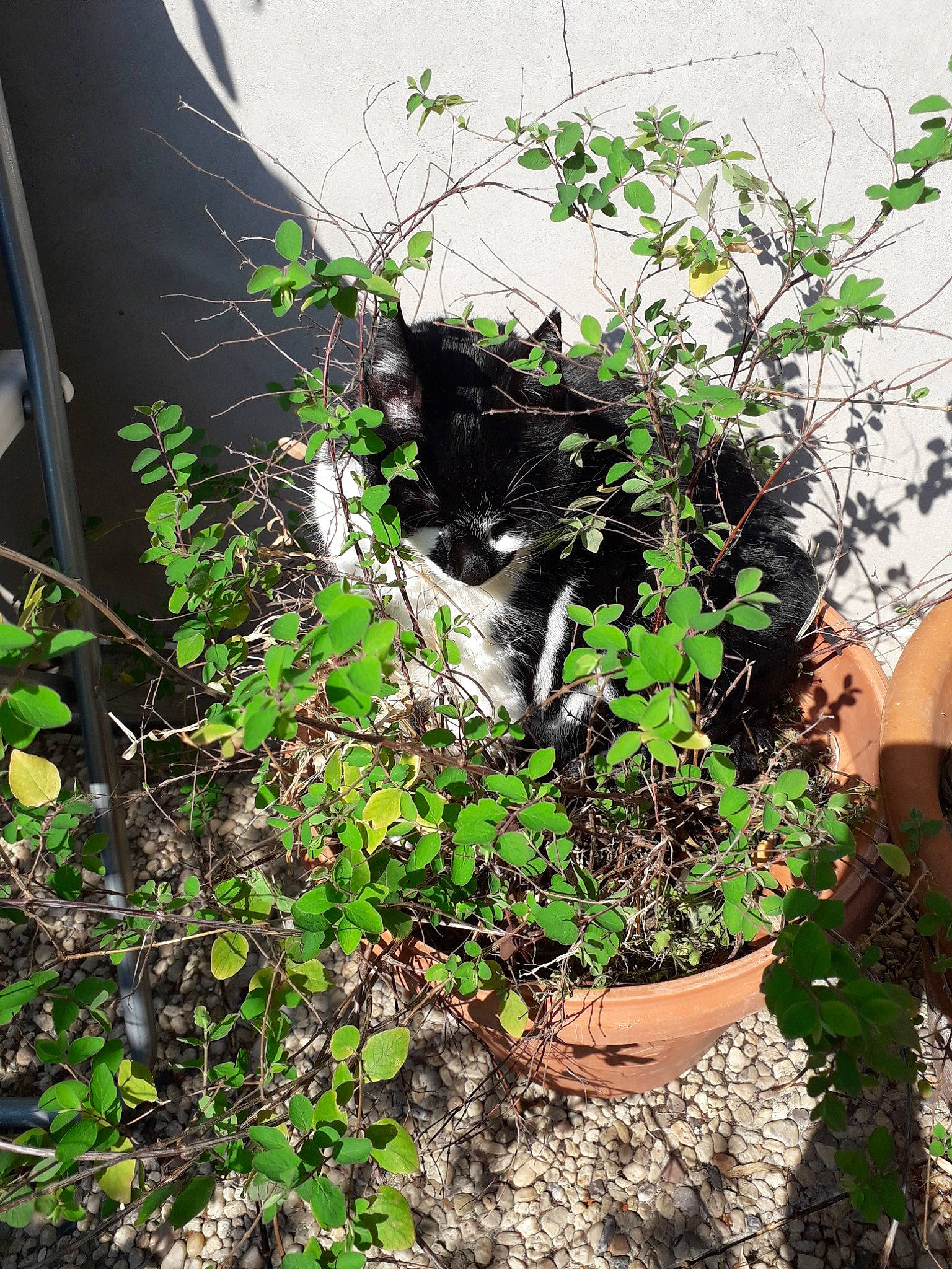 Juju participe au concours pour gagner de l'argent avec cette photo : annual_plant, flower, herb, houseplant, ivy, plant, shrub, tree