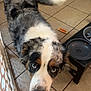 dog, blue_eyes, tile_floor, feeding_station, tail, fur, indoor, pet, animal, curious, close_up, black_nose, white_fur, brown_fur, black_fur, spot, blur, looking_up, waiting, home