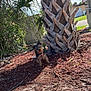 dog, small_dog, outdoor, tree, palm_tree, mulch, grass, sunlight, shadow, plant, bark, yard, fence, building, sky, greenery, nature, pet, curious, daylight