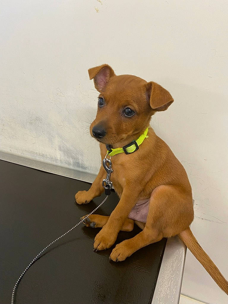 Saïko a rejoint le concours — aidez-le/la à gagner de superbes lots ! canidae, carnivore, collar, companion_dog, dog, dog_breed, dog_clothes, dog_collar, dog_supply, fawn, leash, liver, paw, pet_supply, snout, sporting_group, tail, toy_dog, whiskers, working_animal