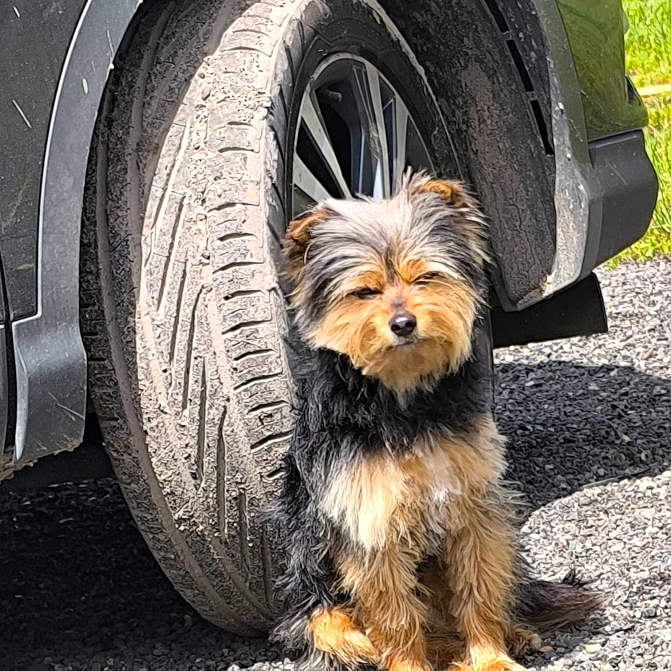 Simba a rejoint le concours — aidez-le/la à gagner de superbes lots ! alloywheel, animal, canine, car, carwheel, dog, machine, pet, puppy, spoke, terrier, tire, transportation, vehicle, wheel