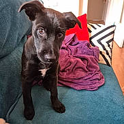 Abba a rejoint le concours — aidez-le/la à gagner de superbes lots ! puppy, dog, black_dog, couch, blanket, pillow, indoor, pet, animal, living_room, cozy, curious, young_dog, fur, ears, brown_eyes, wooden_floor, home, seated, looking