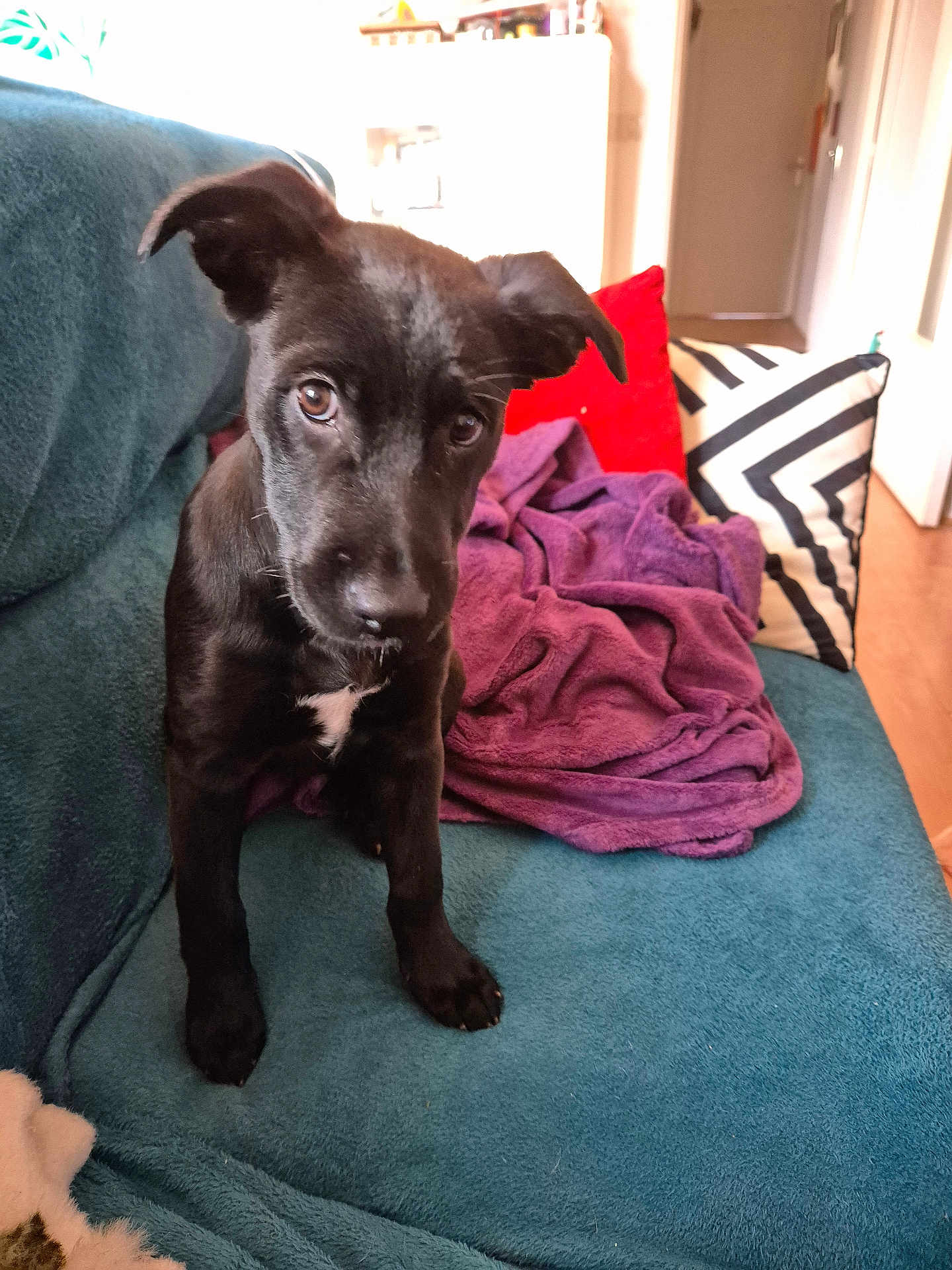 Abba a rejoint le concours — aidez-le/la à gagner de superbes lots ! puppy, dog, black_dog, couch, blanket, pillow, indoor, pet, animal, living_room, cozy, curious, young_dog, fur, ears, brown_eyes, wooden_floor, home, seated, looking