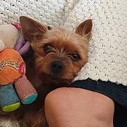 Poppy participe au concours pour gagner de l'argent avec cette photo : blanket, closeup, comfort, cozy, crochet, cup, dog, fabric, foot, fur, home_interior, indoor, leg, pet, plush_toy, relaxation, resting, small_dog, table, toy