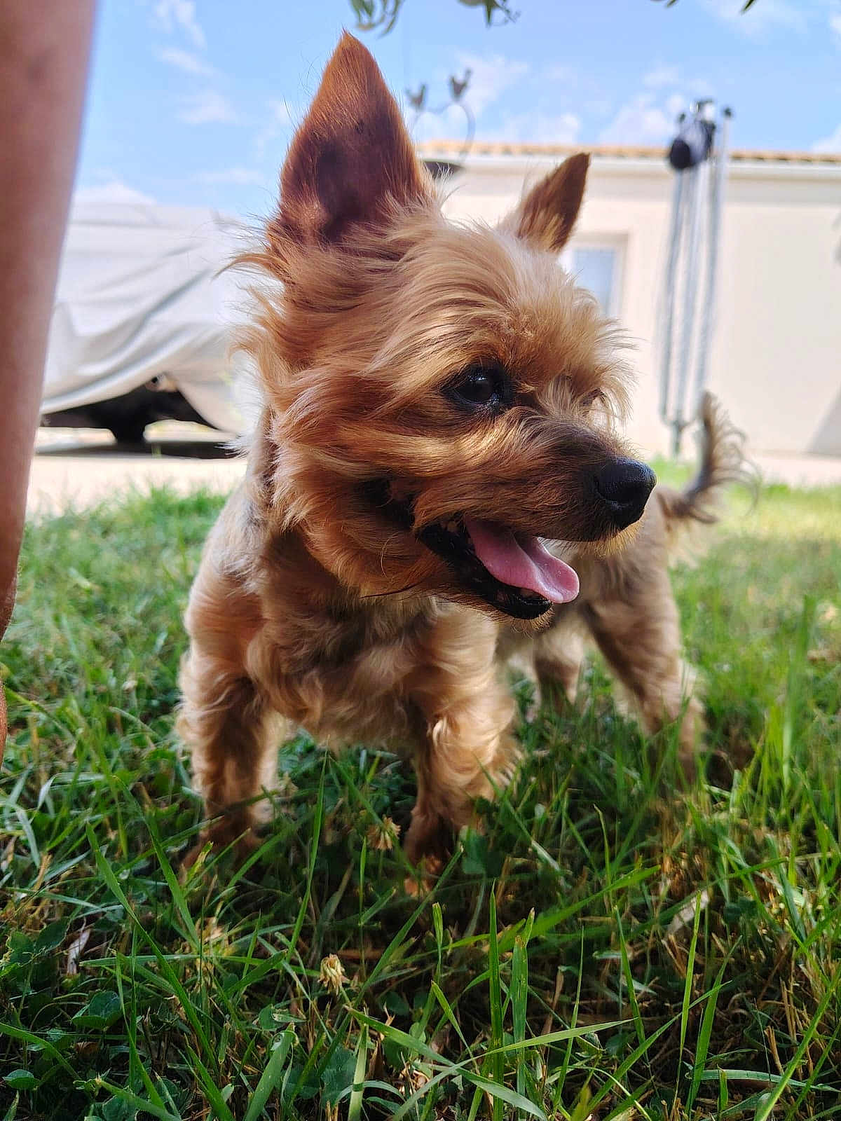 Poppy participe au concours pour gagner de l'argent avec cette photo : dog, small_dog, grass, outdoor, sunny, pet, tongue_out, ears_up, happy, animal, yard, house, daytime, closeup, fur, canine, nature, playful, mammal, companion