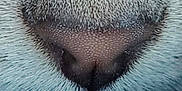 Aloha participe au concours pour gagner de l'argent avec cette photo : animal, cat, close_up, closeup, cute, detail, face_part, feline, fur, macro, mammal, muzzle, nose, pet, portrait, snout, soft, texture, whisker_pad, whiskers