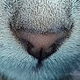 Aloha participe au concours pour gagner de l'argent avec cette photo : cat, nose, close_up, fur, whiskers, animal, pet, texture, macro, muzzle, snout, closeup, whisker_pad, feline, mammal, cute, soft, detail, portrait, face_part