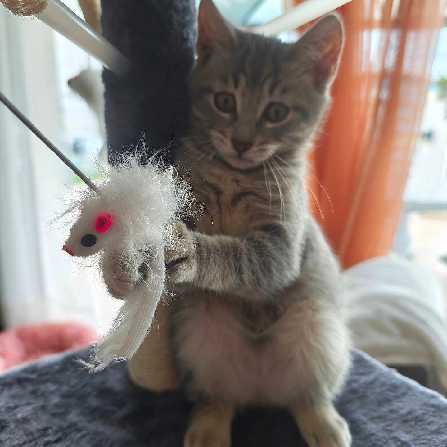 Aloha participe au concours pour gagner de l'argent avec cette photo : animal, cat, cat_tree, curious, cute, feline, fur, home, indoor, kitten, orange_curtains, paws, pet, playful, scratching_post, soft_toy, toy_mouse, whiskers, window, young_cat