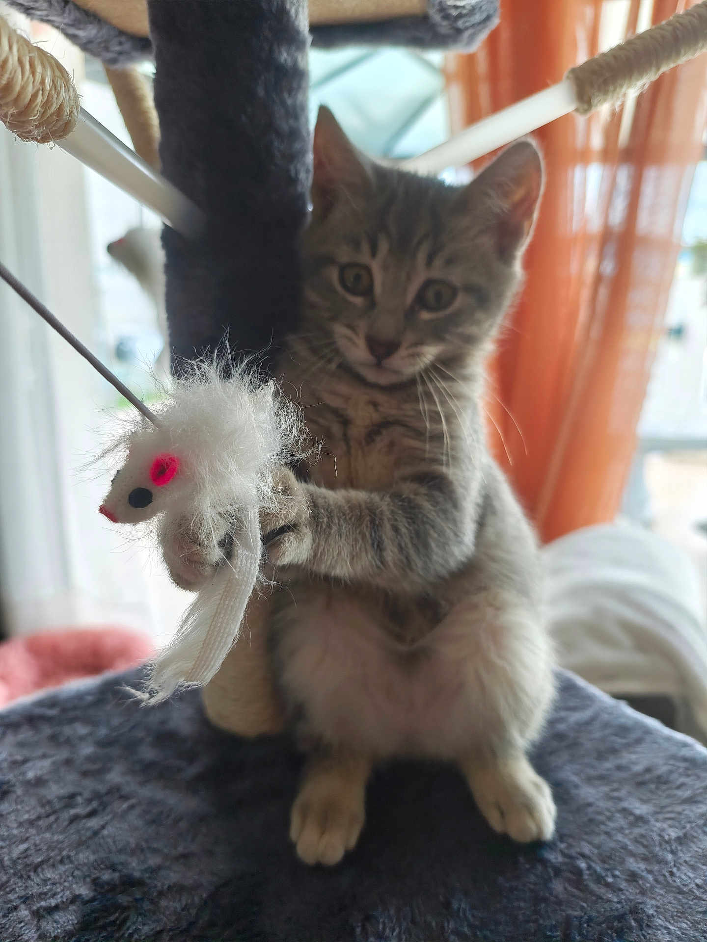 Aloha participe au concours pour gagner de l'argent avec cette photo : kitten, cat, toy_mouse, cat_tree, playful, feline, indoor, pet, curious, fur, whiskers, paws, orange_curtains, window, soft_toy, scratching_post, home, cute, animal, young_cat