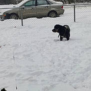Malow joined the competition — help win amazing prizes! dog, snow, chain_link_fence, parked_car, backyard, footprints, winter, coat_on_dog, residential_house, trees, overcast, yard, vehicle, driveway, dog_harness, black_dog, standing, snowdrift, fence_post, leaf