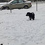 dog, snow, chain_link_fence, parked_car, backyard, footprints, winter, coat_on_dog, residential_house, trees, overcast, yard, vehicle, driveway, dog_harness, black_dog, standing, snowdrift, fence_post, leaf