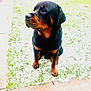 Malow is registered to the contest to win money with this photo: alert, backyard, black_and_tan, canine, concrete, dog, ears, fence, fur, grass, looking_left, nose, outdoor, paws, pet, portrait, rottweiler, sidewalk, sitting, snow