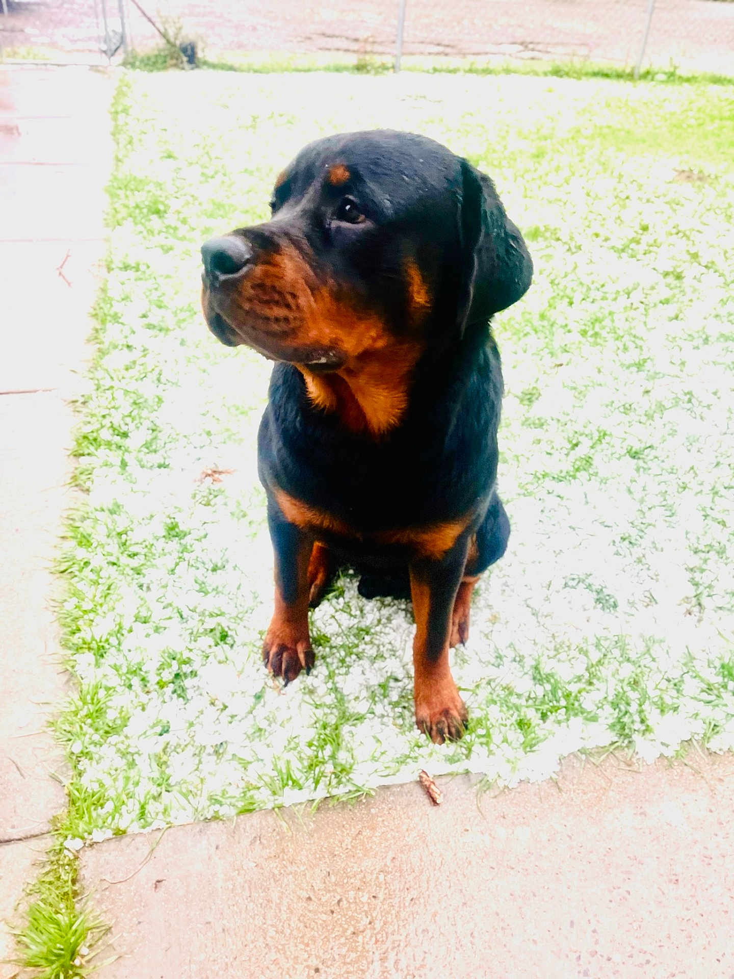 Malow is registered to the contest to win money with this photo: alert, backyard, black_and_tan, canine, concrete, dog, ears, fence, fur, grass, looking_left, nose, outdoor, paws, pet, portrait, rottweiler, sidewalk, sitting, snow