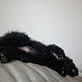 Monkee is registered to the contest to win money with this photo: puppy, dog, black_fur, sleeping, couch, indoor, pet, fur, paw, relaxed, resting, animal, cute, fluffy, domestic_animal, cozy, blanket, side_view, napping, home