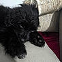 Monkee joined the competition — help win amazing prizes! puppy, dog, sleeping, black_fur, couch, leather, blanket, cozy, indoor, pet, animal, resting, fur, paw, closeup, relaxing, cute, small, curly_fur, home