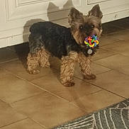 Lulu a rejoint le concours — aidez-le/la à gagner de superbes lots ! dog, yorkshire_terrier, small_dog, toy_dog, standing, chew_toy, colorful_toy, collar, medallion, fur, brown_fur, black_fur, pointed_ears, indoors, tile_floor, door, wall, shadow, rug, pet_photography