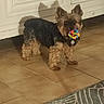 dog, yorkshire_terrier, small_dog, toy_dog, standing, chew_toy, colorful_toy, collar, medallion, fur, brown_fur, black_fur, pointed_ears, indoors, tile_floor, door, wall, shadow, rug, pet_photography