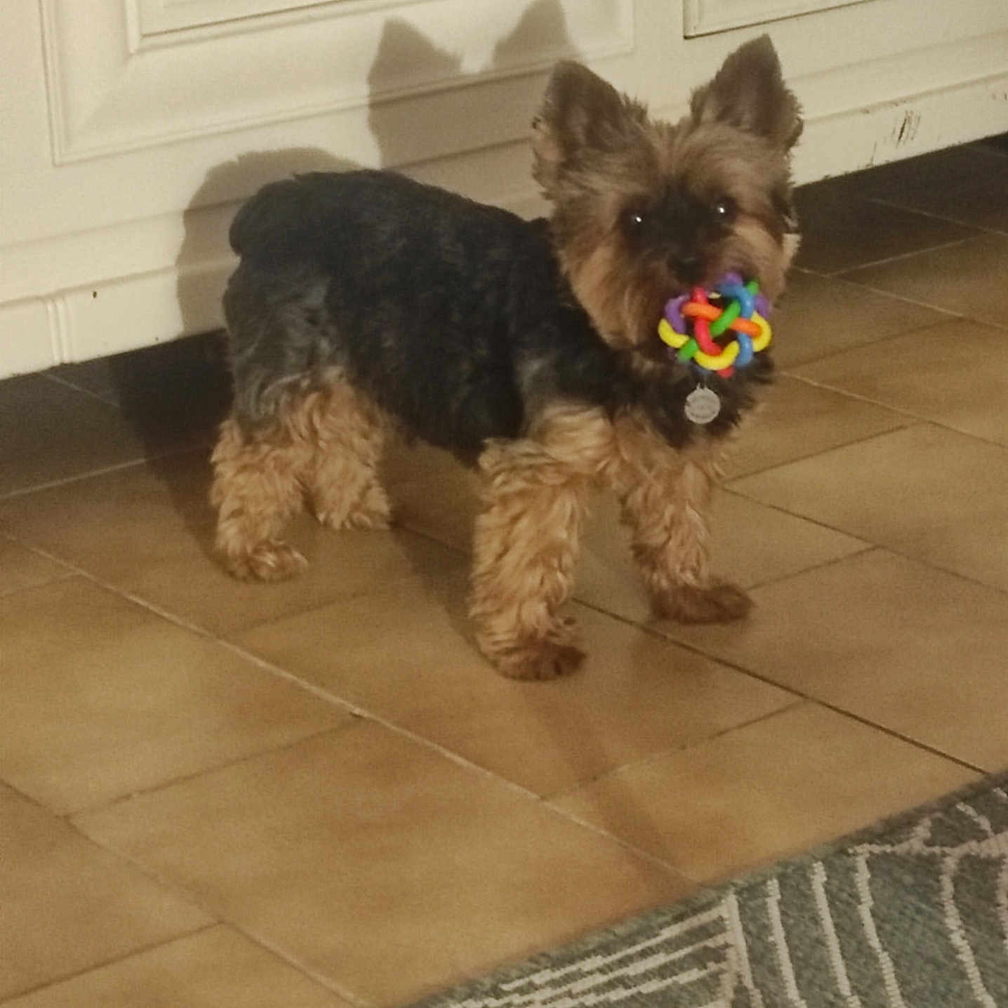 Lulu