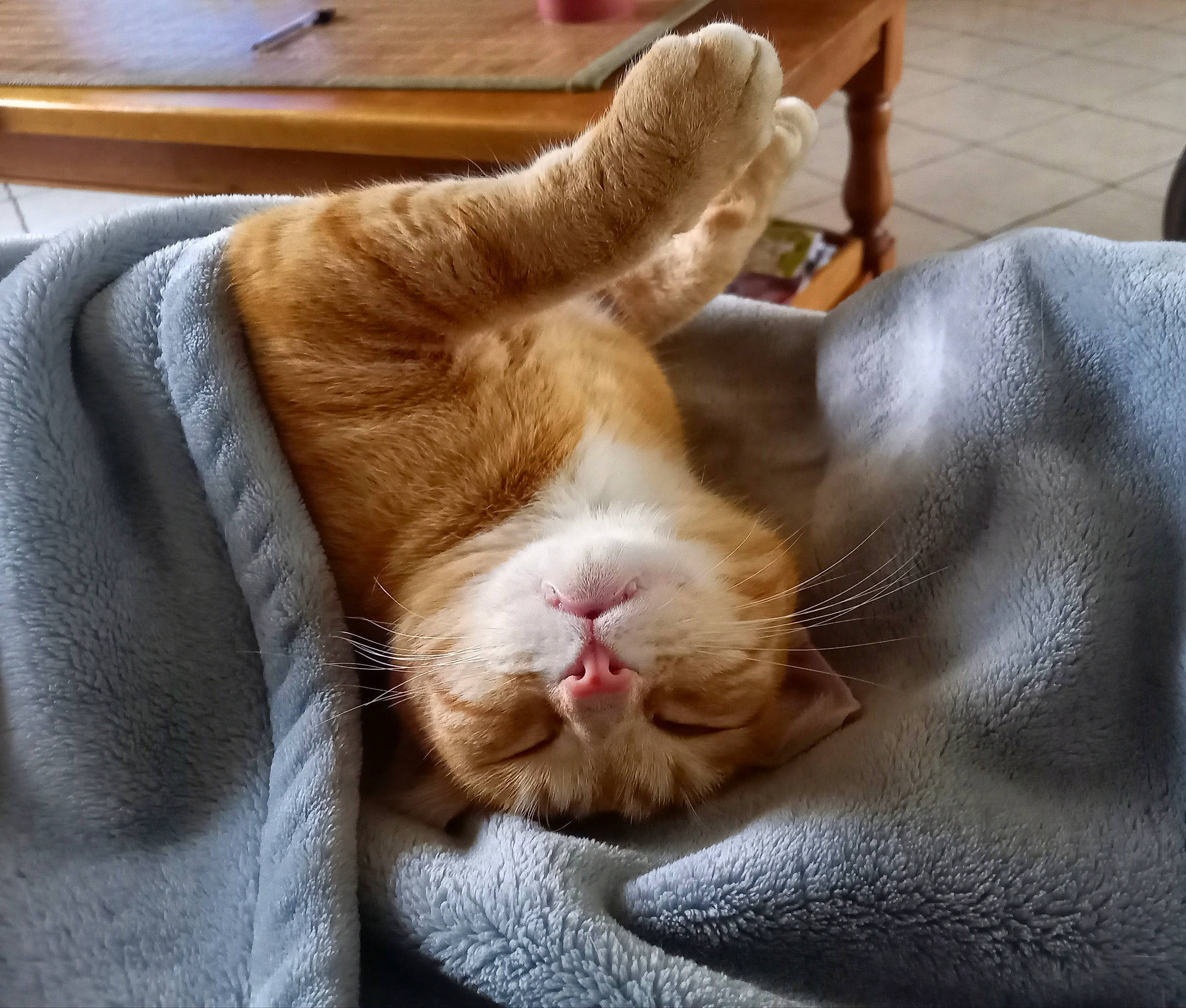 Bubulle a rejoint le concours — aidez-le/la à gagner de superbes lots ! carnivore, cat, comfort, companion_dog, dog_breed, ear, eye, fawn, felidae, fur, gesture, hand, human_leg, nose, paw, small_to_medium_sized_cats, snout, tail, whiskers, wood