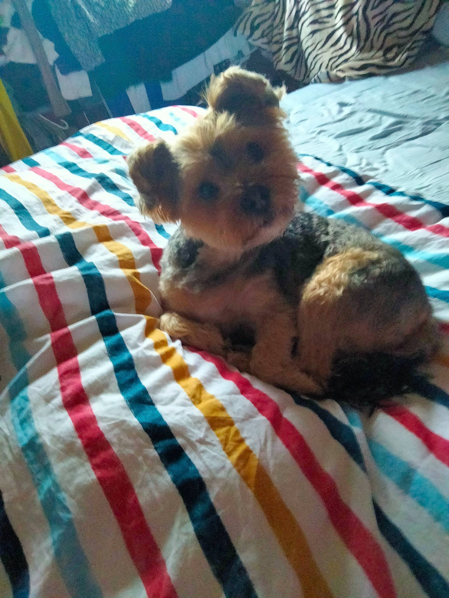 Charly a rejoint le concours — aidez-le/la à gagner de superbes lots ! bed, bedding, canidae, carnivore, comfort, companion_dog, dog_breed, duvet, fawn, felidae, fur, linens, pattern, small_to_medium_sized_cats, sporting_group, stuffed_toy, tail, tartan, toy, whiskers