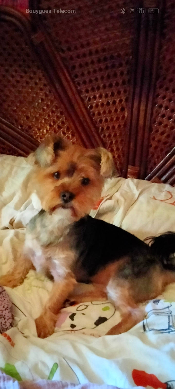 Charly a rejoint le concours — aidez-le/la à gagner de superbes lots ! canidae, carnivore, companion_dog, dog, dog_breed, dog_supply, fawn, fur, maltepoo, non_sporting_group, paw, pet_supply, small_terrier, snout, sporting_group, terrestrial_animal, terrier, toy_dog, working_animal