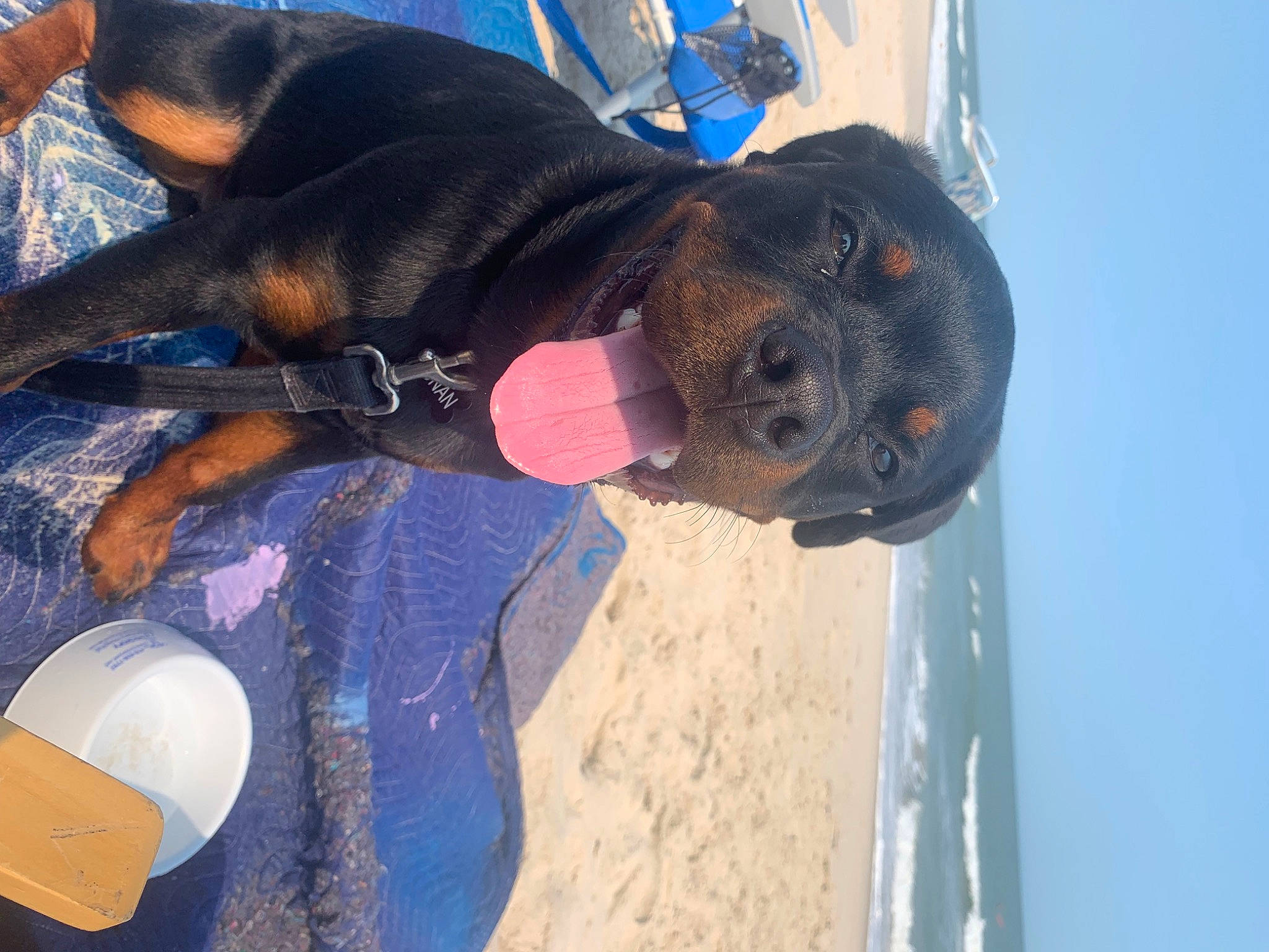 Ronan joined the competition — help win amazing prizes! blue, canidae, carnivore, collar, companion_dog, dog, dog_breed, dog_collar, dog_supply, electric_blue, fawn, guard_dog, hound, pet_supply, sky, snout, sporting_group, water, working_animal, working_dog